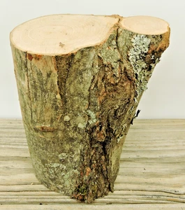 6" Hard Maple Wood Stick 4"D Log Chunk Carving Crafts Live Edge Crotch (B) - Picture 1 of 16