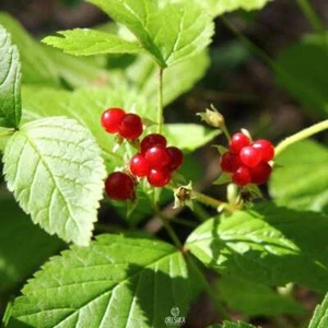 Rubus saxatilis 30+ PCS / 150 PCS fresh seeds. Wild forest Stone bramble berry - Picture 1 of 9