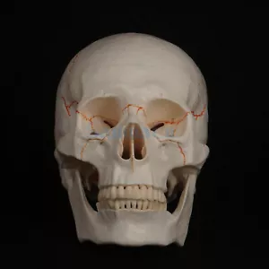 Lebensgröße menschlicher Kopf Schädel Modell Skelett Medizin Anatomie Lehrmittel - Bild 1 von 4