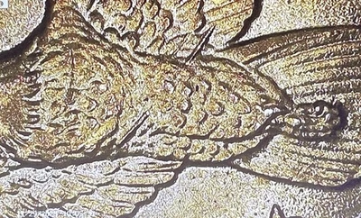 2000-P Sacagawea Dollar Wounded Eagle Variety Native American Very Nice Cond. #3 - Image 1 of 4