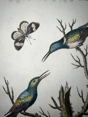 Grabado antiguo pl. Colibrí de pájaros Edwards Seligmann C1756 color a mano 69 Foto 1 de 2