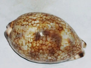CYPRAEA HISTRIO UNIQUE PATTERN, MONSTER - Foto 1 di 2