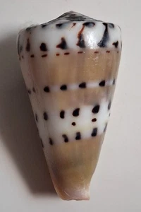 Sea shell Conus mustelinus 57mm, F+++, very nice pattern body, stunning - Picture 1 of 5