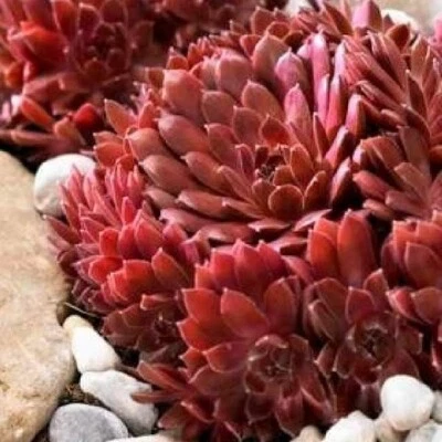Collectible Hardy Hens & Chicks Plant Live, Rare Sempervivum Colorockz Series - Image 1 of 4