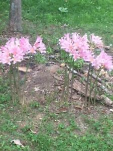 Three Belladonna Amaryllis Flower Lily bulbs