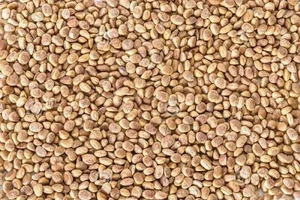 CHIRONJI SEEDS CHAROLI SEEDS Buchanania lanzan Seed FREE SHIPPING - Picture 1 of 14