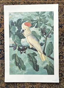 Mapes Monde Ltd. Print Of West Indies Bird Cockatoo 1994 - Picture 1 of 5