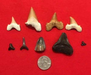 Lot of Otodus Fossil Shark Tooth Moroccan Morocco not Megalodon teeth - Picture 1 of 1