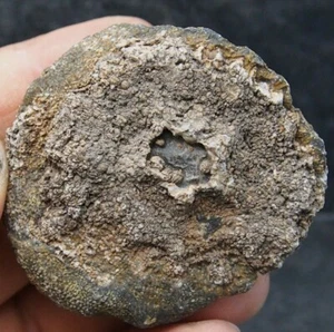 Coral Arachnophyllum sp. Devonian Fossil Natural Morocco Fossils - Picture 1 of 6
