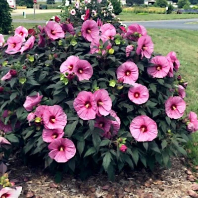 20 Pink Swamp Mallow Rose Seeds  "LARGE FLOWER" Hardy Hibiscus Fast Garden Plant - Image 1 of 4
