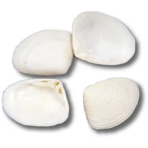 Bolsa surtida de almejas para madera de perro suministro artesanal conchas marinas de 0,5-,75" (1 galón) - Imagen 1 de 1
