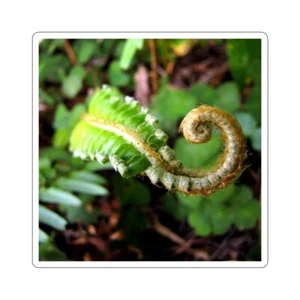 Delicate fern 2in X 2in Kiss-Cut Stickers - Picture 1 of 7