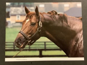 SECRETARIAT 10” x 8” Photo Horse Racing 1973 Triple Crown - Picture 1 of 2
