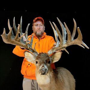 235” Big Typical Framed Whitetail Deer Cut Antler Shed Skull European Taxidermy