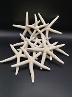 10 x 3-4" bleach white starfish. Sea shell. Beach decor art craft hamptons decor