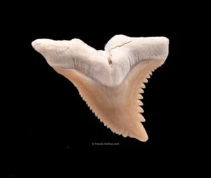 Fine Lee Creek HEMIPRISTIS dente di squalo fossile .96" 2101 - Foto 1 di 2