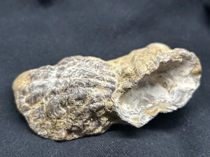 4.5” Texas Fossil Bivalve Lopha bellaplicata Cretaceous Dino Age Oyster Group! - Picture 1 of 7