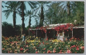 Shields Rose Garden, Vintage Post Card. - Picture 1 of 2