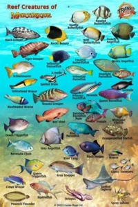Martinique Reef Creatures Guide Waterproof Fish Card Franko Maps 4" x 6" - Picture 1 of 2