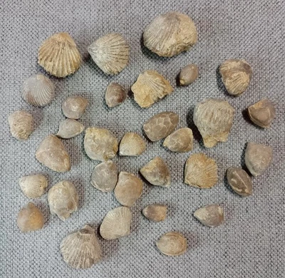 Fossil Brachiopods (Set of 32), Ranville, Normandy. 196g (approx.) Free UK post. - Image 1 of 4
