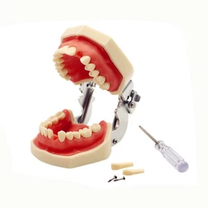 Denti standard Typodont Studio Studio Studio 28 pezzi denti rimovibili M7008 - Foto 1 di 8