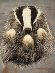 Full mask badger sporran - Picture 1 of 6