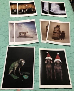 Juego de Tarjetas William Wegman Note 10 Frog II Tabla de Surf en Polvo Perro Caminante Película de Aterramiento - Imagen 1 de 10
