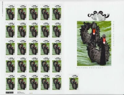 CISNES NEGROS = Folha de postagem de foto 25+1 com AMPLIAÇÃO Canadá 2014 p75b1 - Imagem 1 de 3