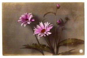 Dalie - 1906 - Bild 1 von 2