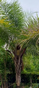 Syagrus coronata 30 fresh seeds Rare Plam - Picture 1 of 4