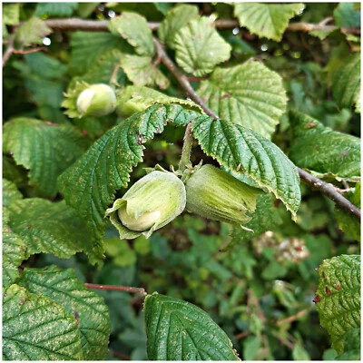 Hazel 'Lange Spaanse' Tree, 2-3ft Tall in 2L Pot, Grow Big Tasty Hazelnuts - Image 1 of 2