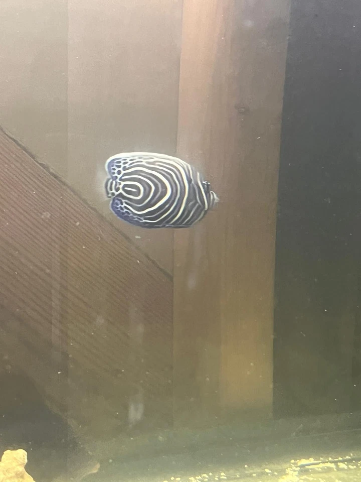 Juvenile Emperor Angelfish - Image 1 of 1