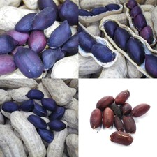 Semi di arachidi perenni neri di piante da giardino di origine vegetale OO55