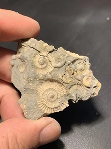 Plaque D’ammonites 5,7cm FMG Collection Ammonite Fossile - Imagen 1 de 2