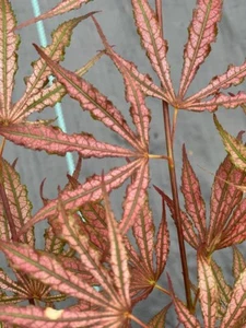 Acer palmatum 'Mikazuki' (Mikazuki Japanese Maple) - Picture 1 of 6