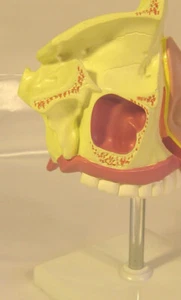 Human nose nasal cavity anatomy anatomical model teaching medical office New - Picture 1 of 5
