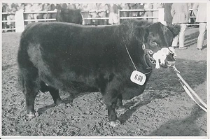 ARGENTINE c. 1952 - Concours Agricole Vaches, Chevaux, Boeufs - P717 - Imagen 1 de 2