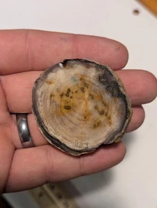 Round Opalized Petrified Wood Crystal Cluster - Picture 1 of 5
