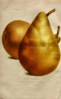 Pieter J. de Pannemaeker, Chromolithographie, Birne Poire Durondeau, um 1875 - Bild 1 von 4