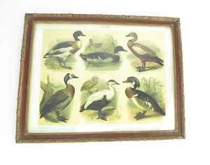 Mural Pizarra de Enseñanza Cartel Acristalado Patos Tipos Marco Antiguo Institut - Imagen 1 de 5