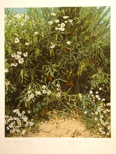 Rolf Schröder Borm,  Farbsiebdruck, 1980,  handsigniert,  "Sonniger Tag" - Bild 1 von 6