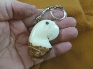 TNE-BIR-PAR-714b Parrot head tropical bird TAGUA NUT keychain love birds - Picture 1 of 1