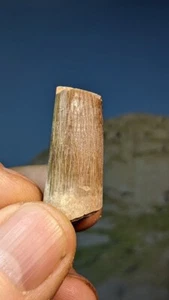 Plesiosaur Zarafasaurus oceanis Partial Tooth. 100 Million Yrs Old. As Shown. - Picture 1 of 11
