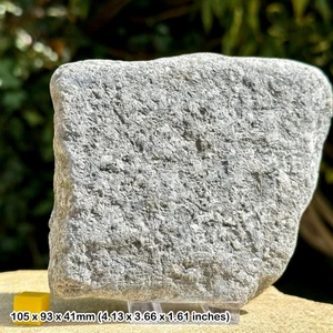 Jurassic Crinoid Star Slab Fossil on Stand - Charmouth, UK - Authentic with COA - Picture 1 of 3