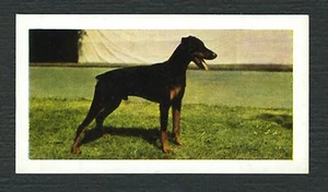 DOBERMAN PINSCHER 1961 HORNIMANS TEA COLLECTABLE DOG TRADE CARD #34 - Foto 1 di 2