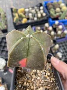Astrophytum Myriostigma Variegata - Imagen 1 de 4