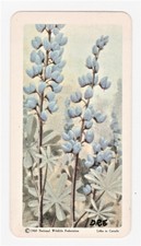 BROOKE BOND CANADA LTD WILD FLOWERS OF NORTH AMERICA Series 3 #28 Wild Lupine