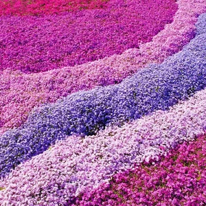 Phlox Plants Hardy Perennial Flowering Garden Plants Attracts Pollinators - Picture 1 of 50