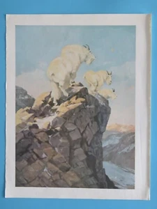 Impresión original vintage 1964: Rocky Mountain Goat Alberta Douglas Allen 10"x12" - Imagen 1 de 2