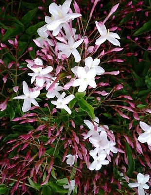 Pink  Star Jasmine Polyanthum 10 Cuttings 12" eachs - Image 1 of 2